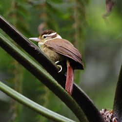 Valkokaulusorneero (Anabazenops fuscus)