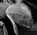 Image 31The head of an ant: Chitin reinforced with sclerotisation (from Arthropod exoskeleton)