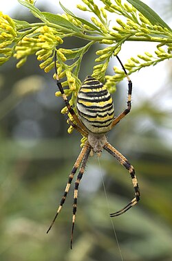 Argiope bruennichi (fêmea).