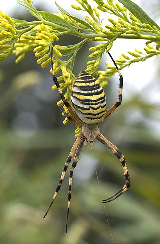 Оса-паук (Argiope bruennichi)