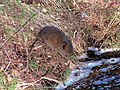 a questing vole