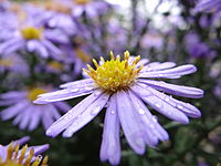 Aster (genre)