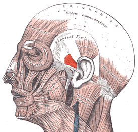Передняя ушная мышца выделена красным