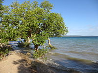 Avicennia marina - white mangrove (8697515733).jpg