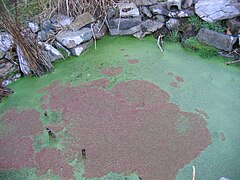 Azolla caroliniana (apardazada) con Lemna sp. (verde) nun estanque pequeno