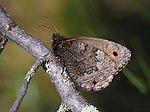 Vignette pour Chamoisé lapon