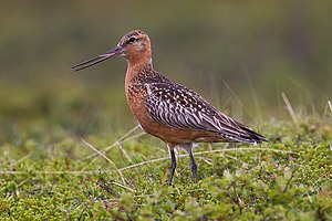 Letj Rütjer (Limosa lapponica) uun't somerkleet. NT - near threatened (nai bi trüüwet)