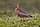 Barge rousse (Limosa lapponica).