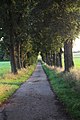 Allee im Sommer