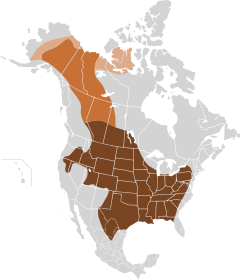 Bisonoxens ursprungliga utbredningsområde.