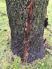 A strike mark on the trunk of a black walnut tree in Oklahoma Black walnut lightning strike.jpg