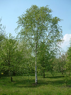 Betula utilis var. jacquemontii