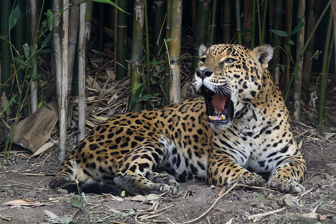 圖為一隻美洲豹（學名：Panthera onca），攝於墨西哥城的查普特佩克動物園（英語：Chapultepec Zoo）。