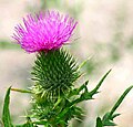 Cirsium vulgare