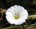 5. Bársonyatkák (Trombidiidae sp.) egy apró szulák (Convolvulus arvensis) virágjában (javítás)/(csere)