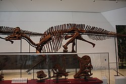 שלד של קוריתוזאורוס