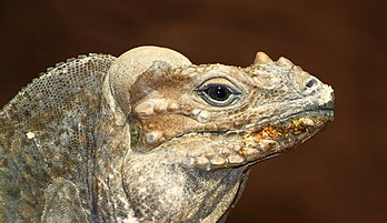 Iguane rhinocéros (Cyclura cornuta), iguanidé antillais. (définition réelle 3 864 × 2 232)