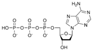Cấu trúc hóa học của deoxyadenosine triphosphate
