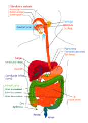 File:Digestive system diagram ca.png - Wikimedia Commons