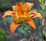 Flower flowers orange yellow