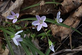 Virginia spring beauty