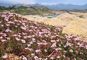 Frankenia laevis