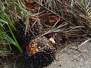 Fruit of oil palm tree
