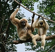 Gibbons à mains blanches (Hylobates lar).