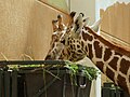 Giraffen / Kamera: Fuji FinePix S6500fd