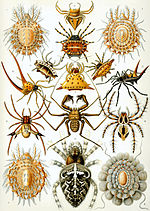 Thumbnail for Arachnida