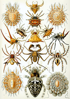Planche représentant des arachnides et publiée dans Kunstformen der Natur d’Ernst Haeckel (1904). (définition réelle 2 369 × 3 326)