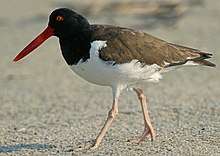 Haematopus palliatus -Atlantic coast, New Jersey, USA-8 (5).jpg