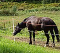 Hest som tar tak i ene stolpen til strømgjerdet… John Erling Blad (2009)