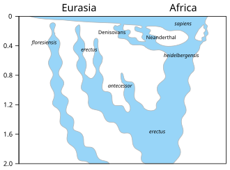 Overview of speciation and hybridization within the genus Homo over the last two million years. Homo-Stammbaum, Version Stringer-en.svg