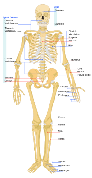 diagram of a human female skeleton. : the Red ...