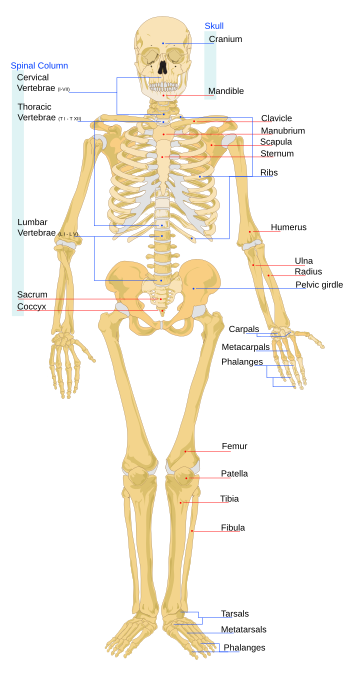 Cilvēka skelets no priekšpuses