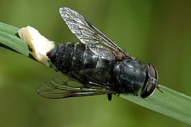 Hybomitra micans munimassa