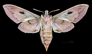 Hyles tithymali mauretanica - Revers (coll.MHNT)