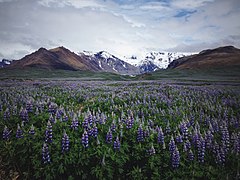 Lupinus nootkatensis, une espèce invasive, devant le glacier de Svínafellsjökull au sud du parc.