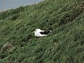 Albatros Sanfordův