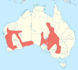 Australische renplevier