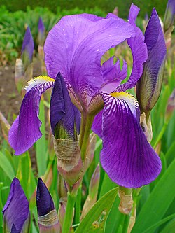 Flor e botões de Iris germanica, a espécie-tipo da família Iridaceae.