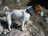 http://upload.wikimedia.org/wikipedia/commons/thumb/c/ca/Jack_Russell_Terrier2.jpg/200px-Jack_Russell_Terrier2.jpg