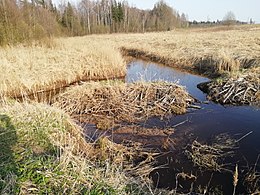 Bebru dambis iepretim Kazurgas ietekai Levenstrautā