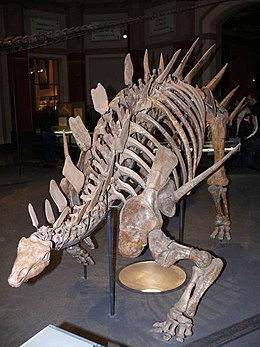 A Kentrosaurus aethiopicus a Berlini Természetrajzi Múzeumban (Berliner Naturkundemuseum)