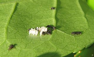 320px-Lady-beetle-larvae-just-hatched dans COCCINELLE
