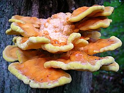 硫磺菌 Laetiporus sulphureus