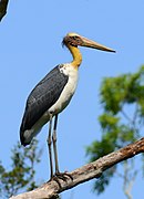 black stork with bald head