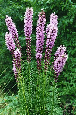 Noropunatähkä (Liatris spicata)