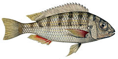 Description de l'image Limnotilapia dardennii.jpg.